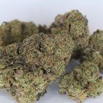 Blue Zushi craft exotic THCa flower with dense blue-green buds, heavy trichome coverage, and sticky resin texture.