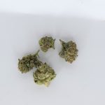 Gelato smalls indoor THCa flower showing compact buds with creamy aroma and visible trichomes.
