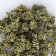 Gelato smalls indoor THCa flower showing compact buds with creamy aroma and visible trichomes.
